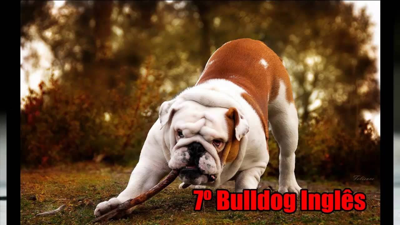 Top 10 most affectionate dogs of the World