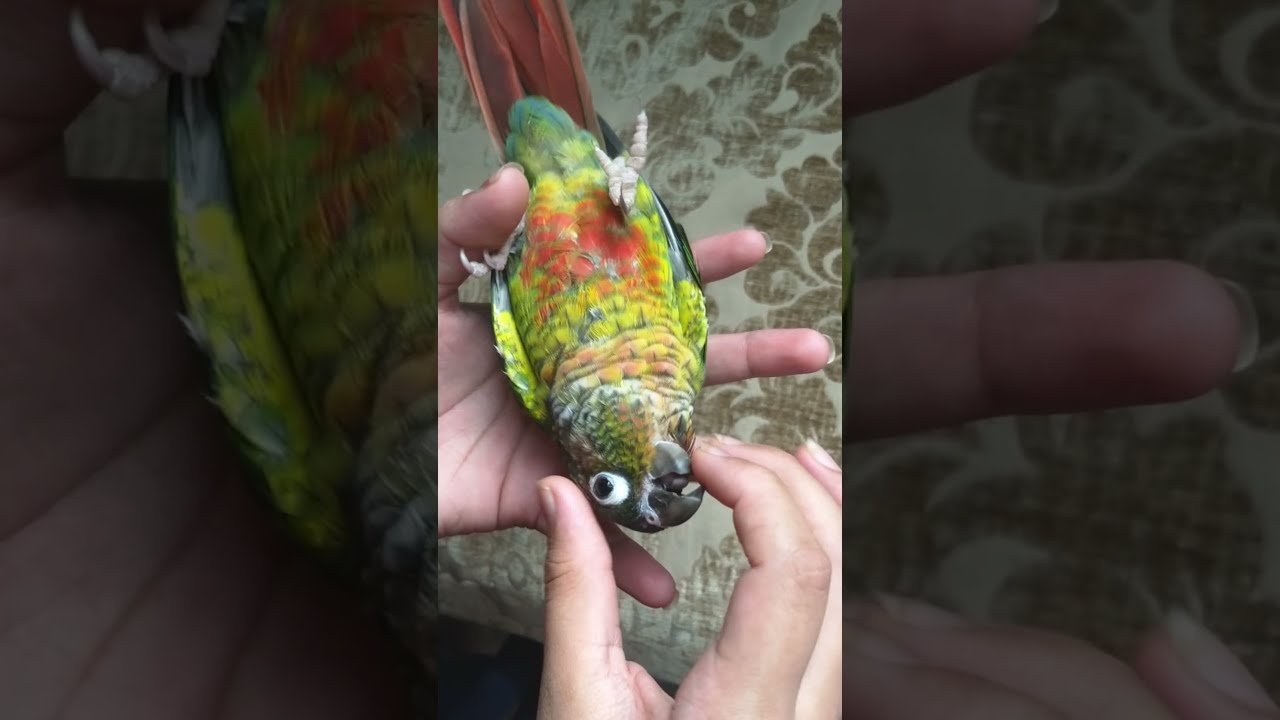 EXPECTATION VS REALITY of petting your BIRD 🤣