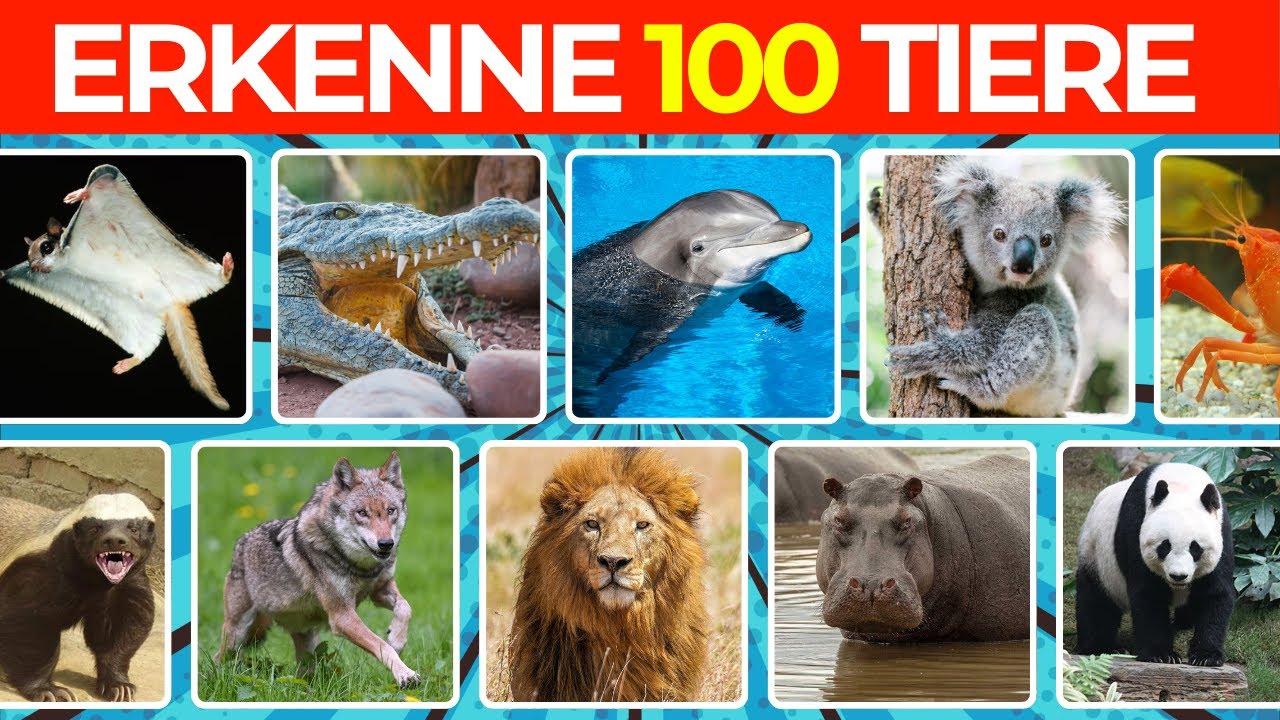 100 Tiere in 3 Sekunden? Die UNMÖGLICHE Challenge🤯🐸