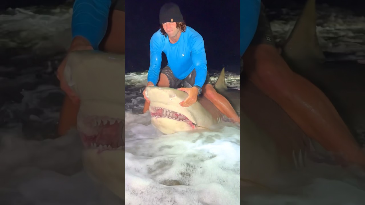 Giant 12Ft Tiger Shark Caught Off Public Beach?!?! 