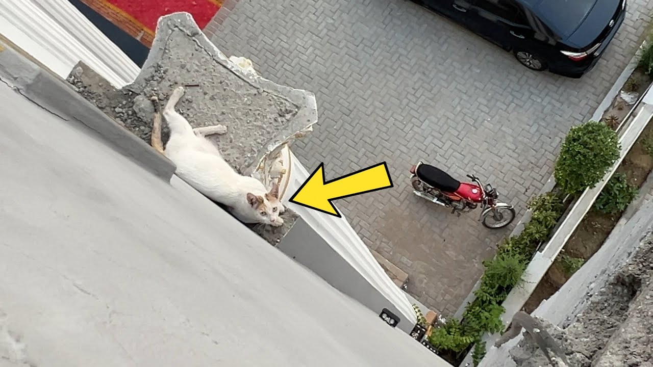 A man risk his life to save a cat from 5th floor.