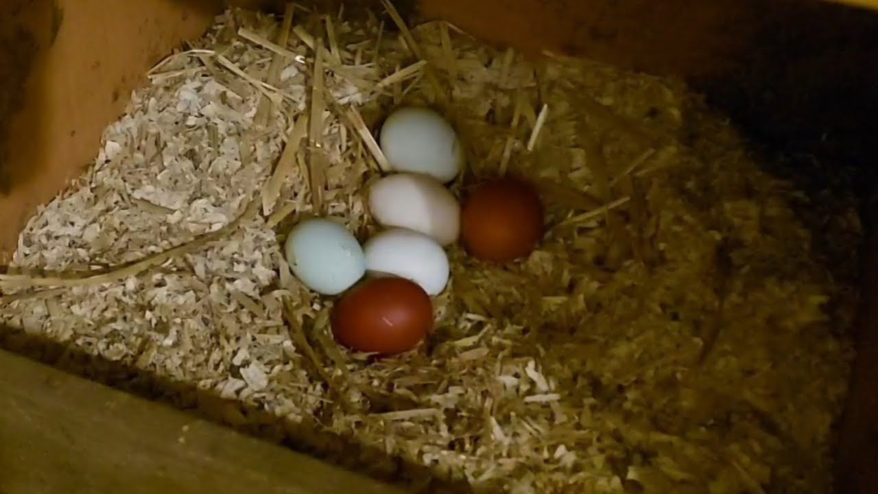 Вечерний визит в курятнике. Сбор яиц🥚🥚