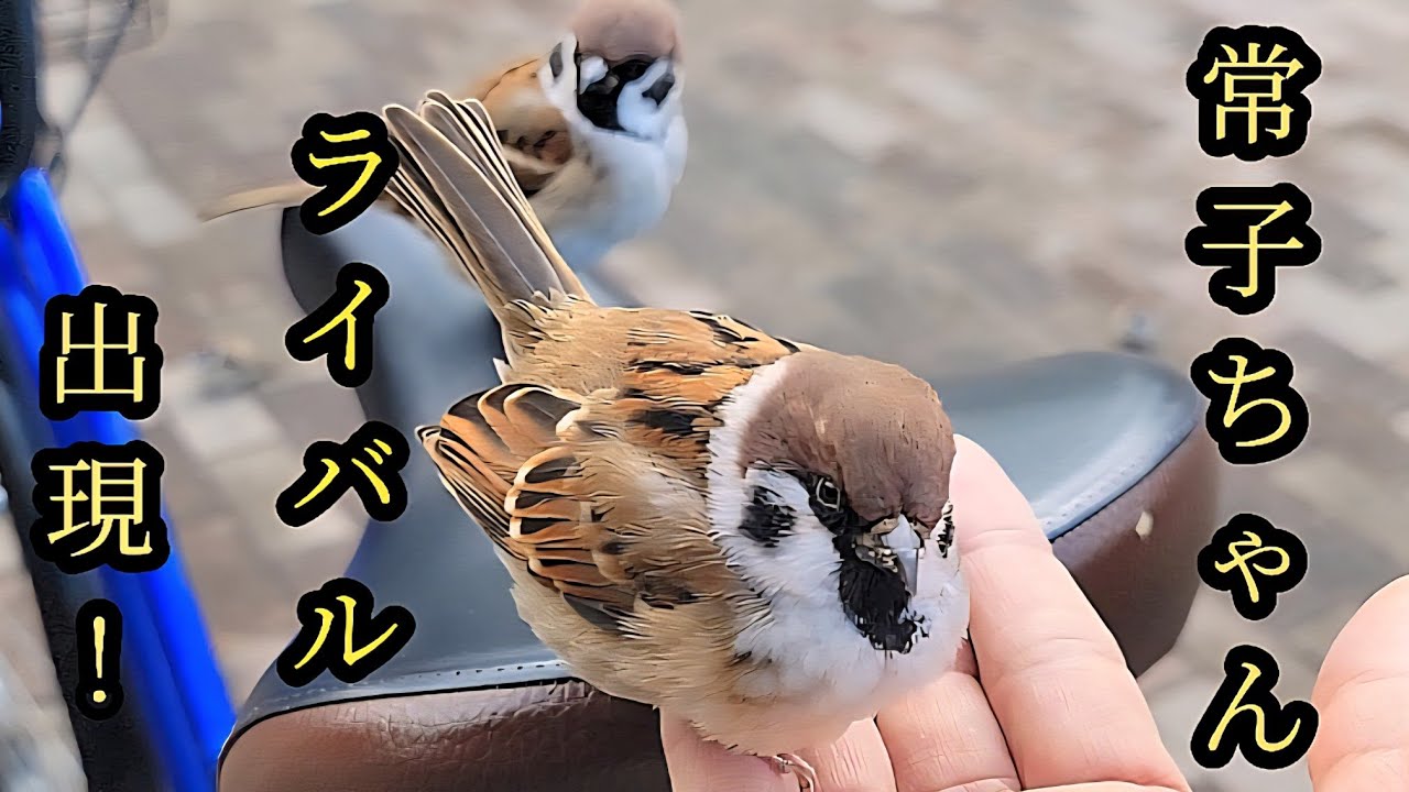 とにかく動きが面白い常子ちゃん  【すずめ日記】