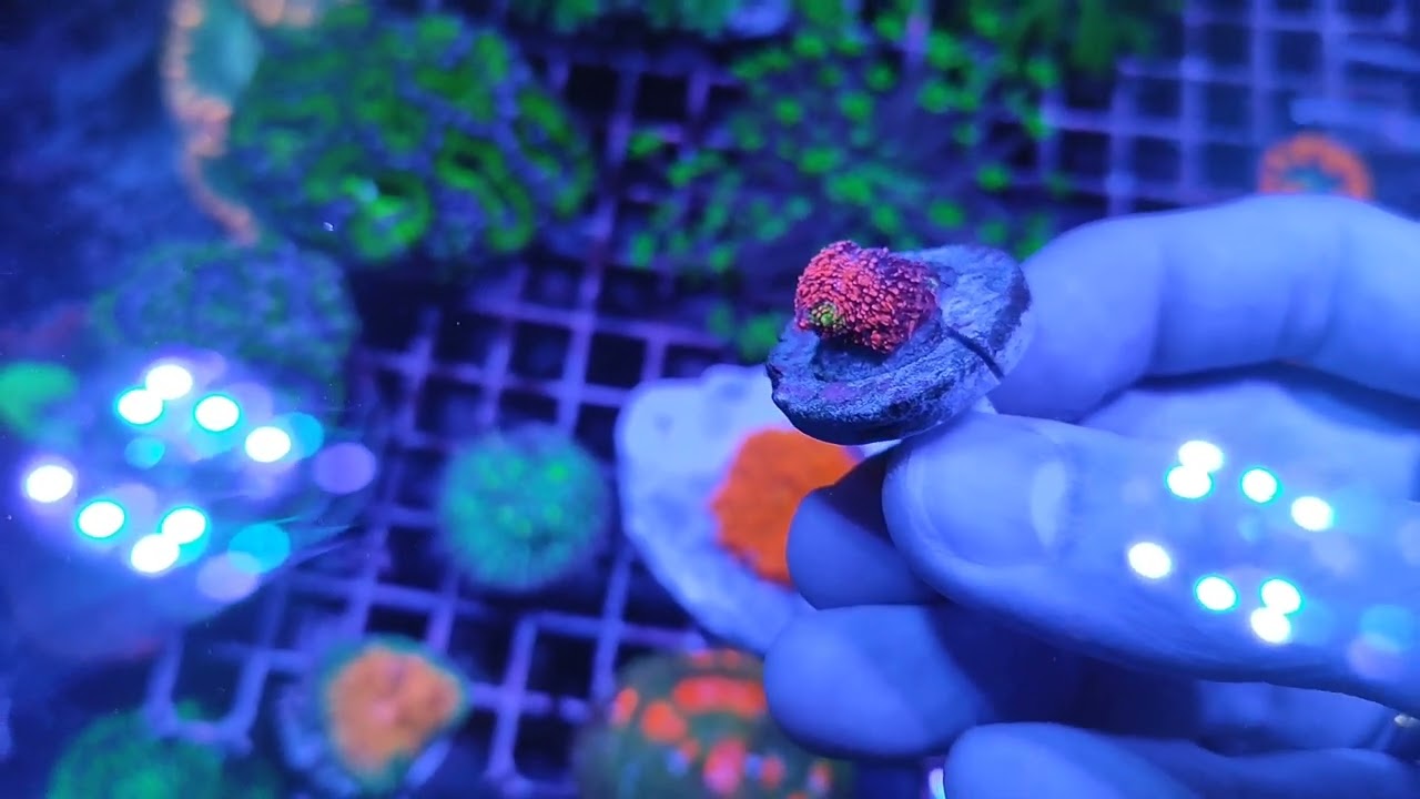 [Submersa] - Chalice Pink Boobies