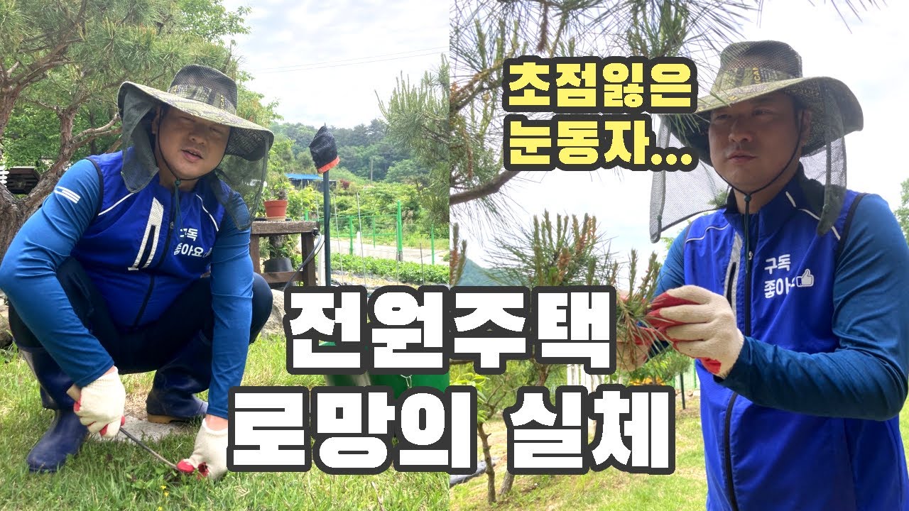 잔디와 소나무가 있는 전원주택. 적나라한 실체를 알려드립니다.