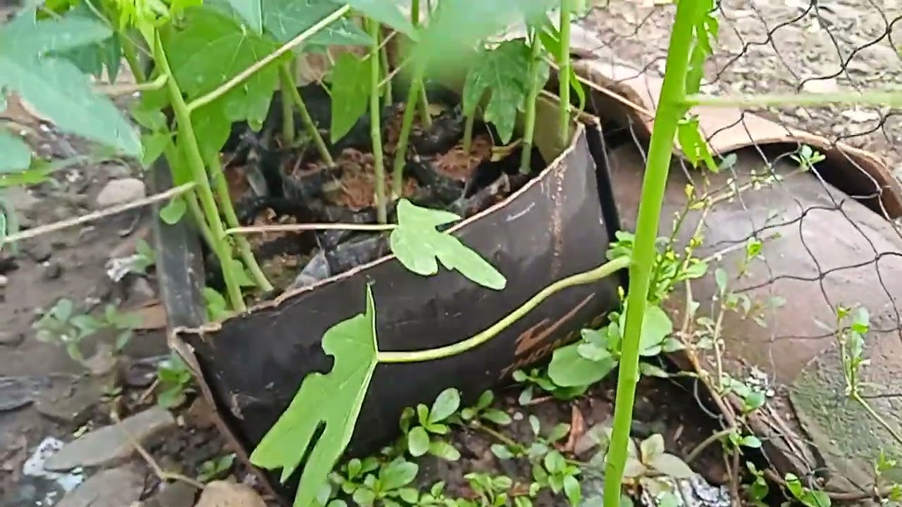 Penyiapan dan Pemilihan Bibit Pepaya California - Tahapan bagi Pemula #papaya 