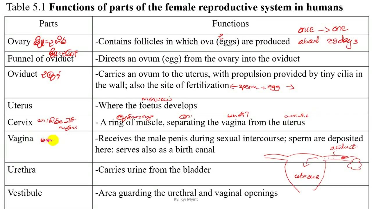 Grade 10 Chapter 5 Female Reproductive System in Human