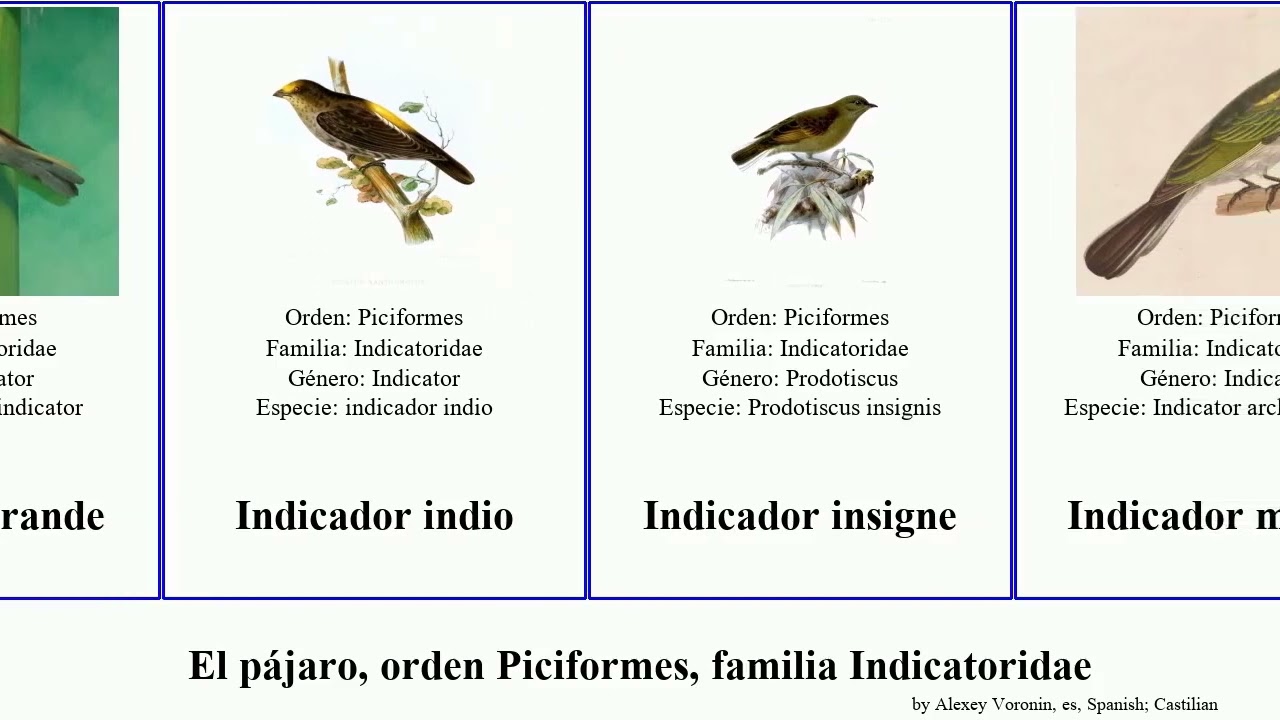 El p&aacute;jaro, orden Piciformes, familia Indicatoridae indicador del bird grande indio menor malayo