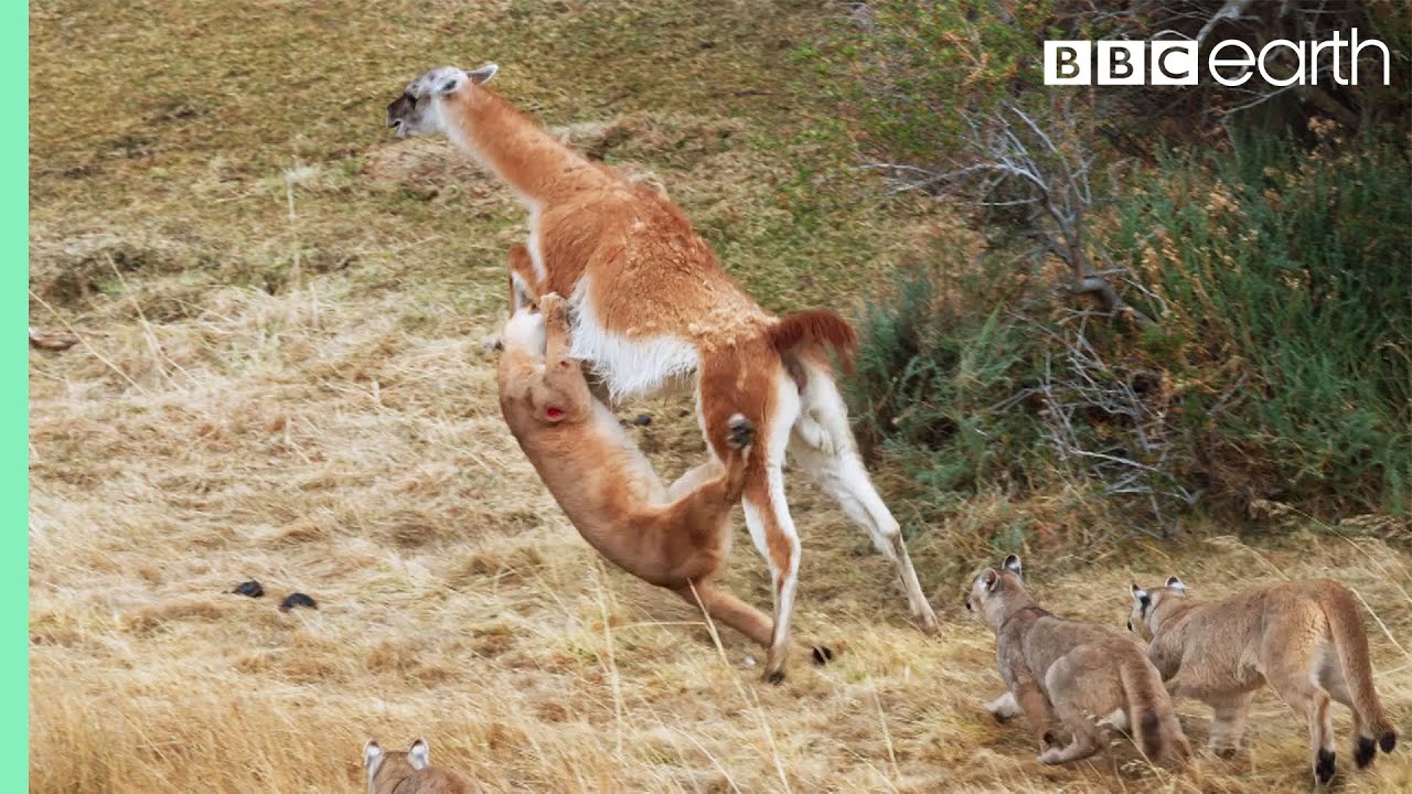 Puma takes on Guanaco 3 Times Her Weight | Seven Worlds, One Planet | BBC Earth