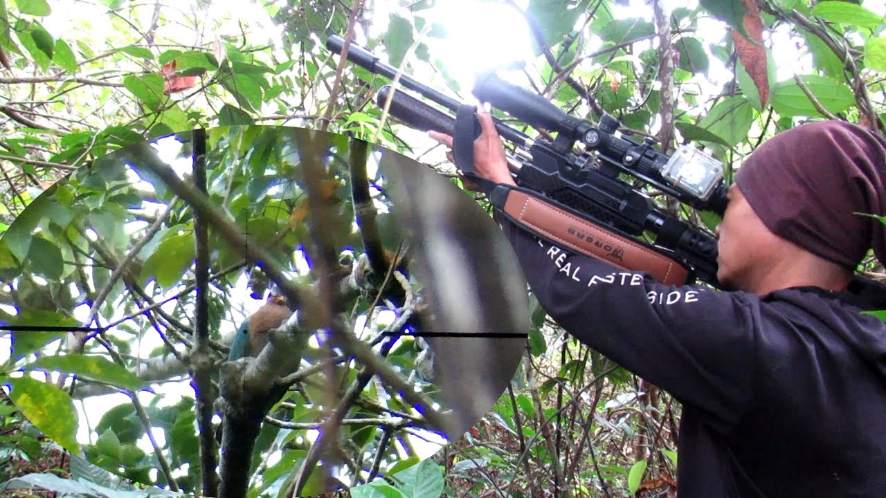 BERBURU BURUNG PUNAI TANAH LIAR DI MUSIM  BUAH