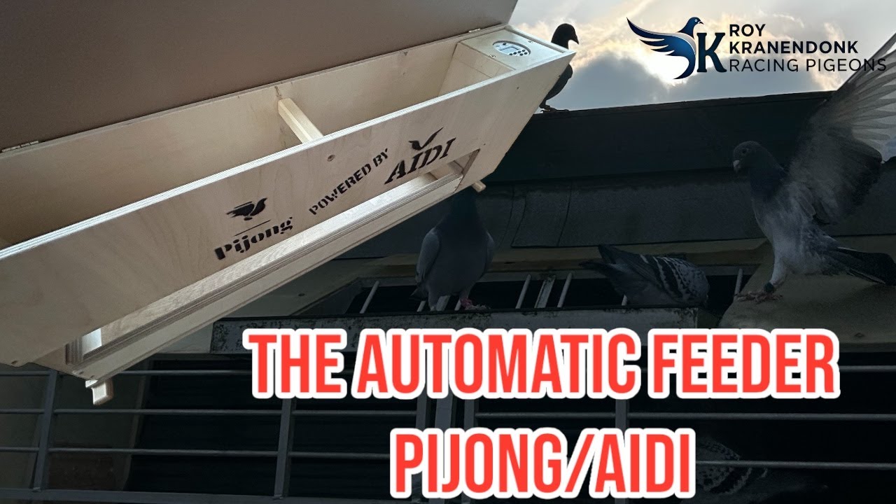 The Automatic Feeder for the hens | From Pijong/Aidi | Racing Pigeons |