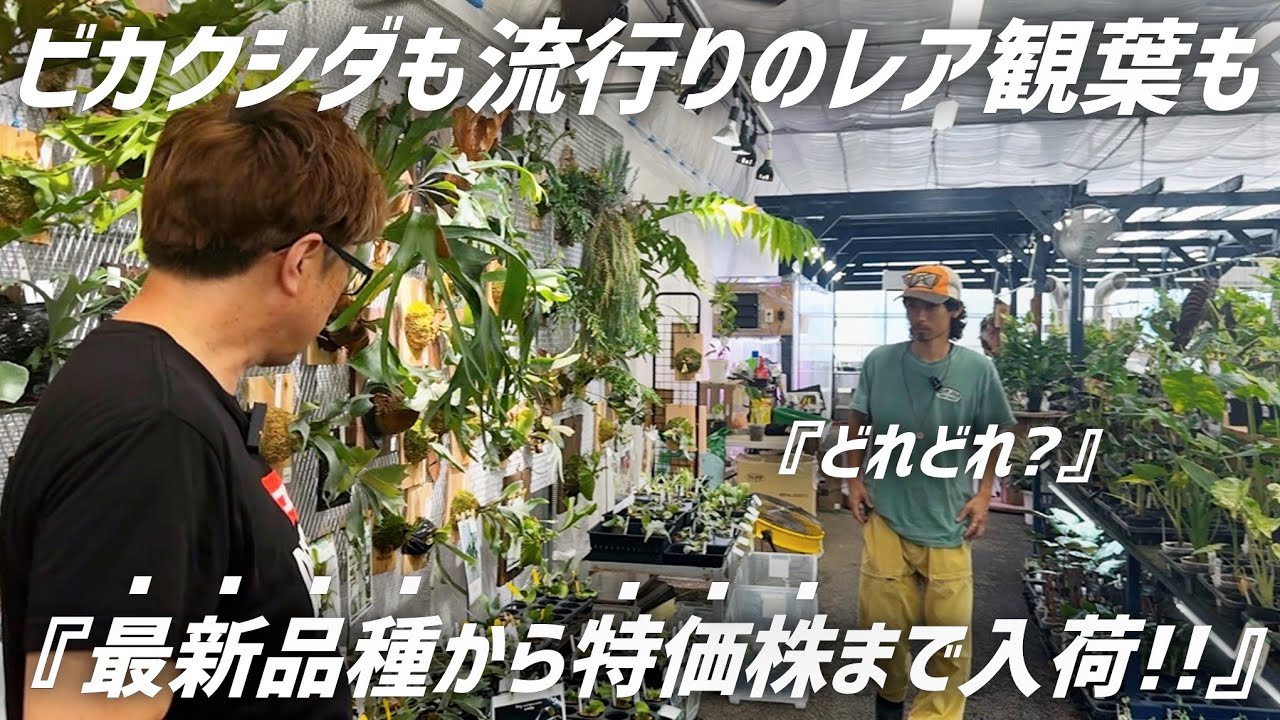 【超品出】ビカクも塊根もレア観葉も良い株立の植物が沢山入荷しました!!