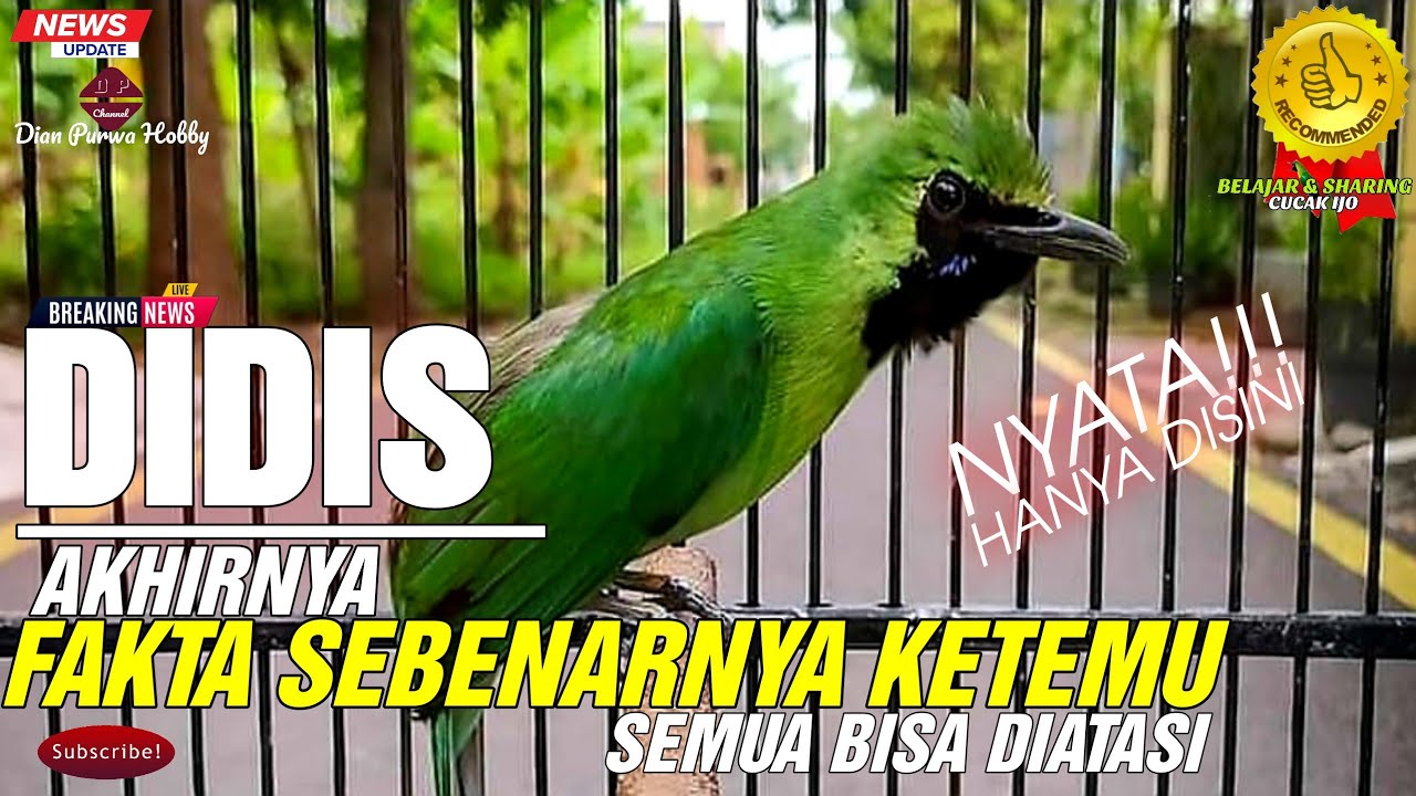 AKHIRNYA KETEMU❗BERMACAM-MACAM KARAKTER CUCAK IJO DIDIS PEMAHAMAN NYATA TERUNGKAP DISINI||KICAUMANIA