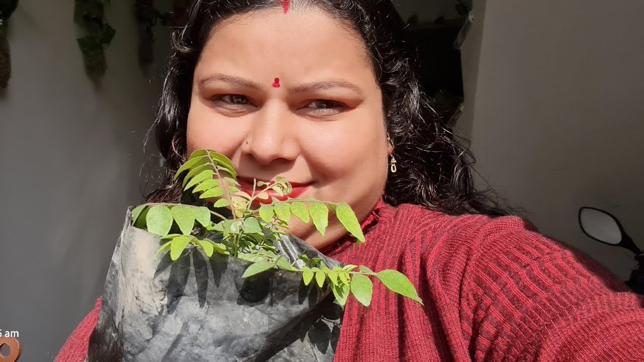 Kadi Patta Ka Podha Kaise Lagaye | Curry Leaves Planting & Care Kadi Patta Ka Podha Kaise Lagaye 