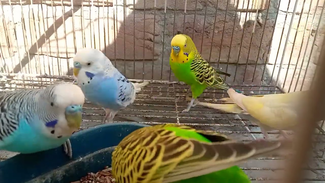 Australian beautiful bird's sounds 