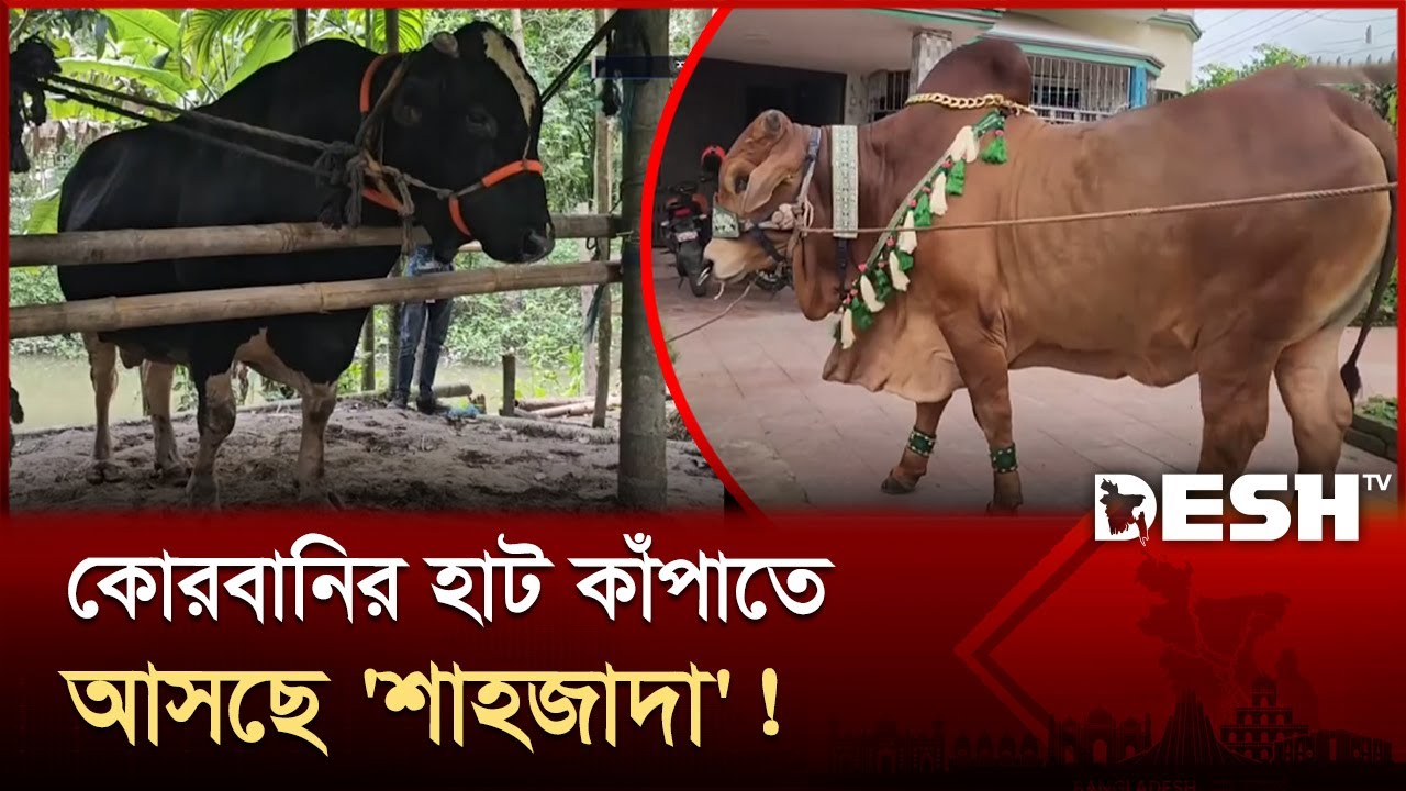 কোরবানির গরুর হাটে বিক্রি হবে 'শান্ত', দাম কত? | Gorur Hat | Qurbani Cow | Qurbani 2025 | Desh TV