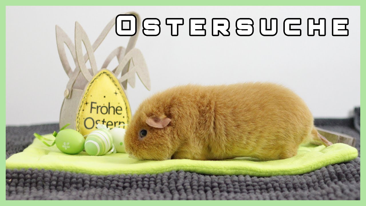 Meerschweinchen Ostersuche | die Wheekies