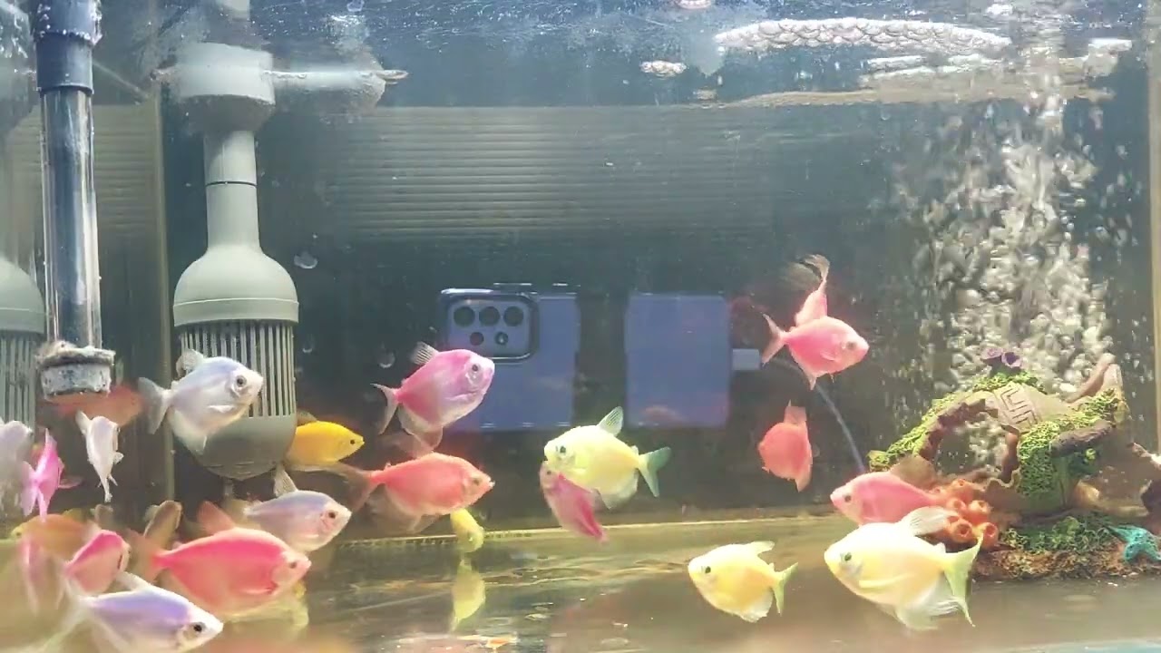 Relaxing Aquarium Fish Tank Sounds no music