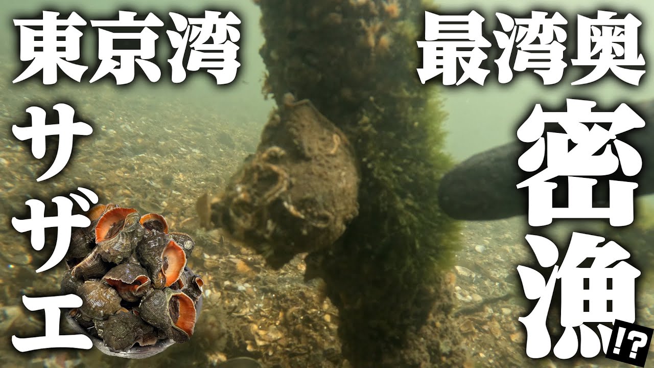 【東京・千葉・神奈川の潮干狩り】東京湾奥でサザエ？密漁⁉︎たくさん採れる超絶美味のアカニシ貝