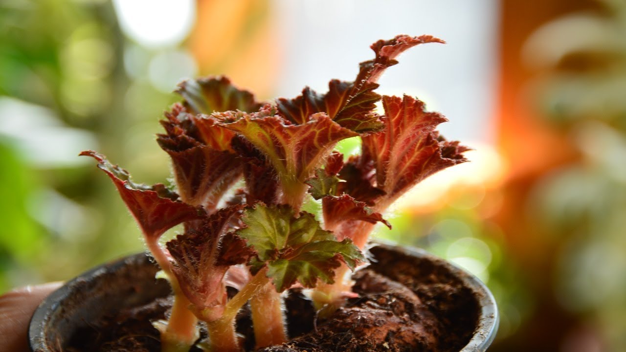 Бегония клубневая.  Как посадить купленные клубни бегоний?  Сделала себе подарок!