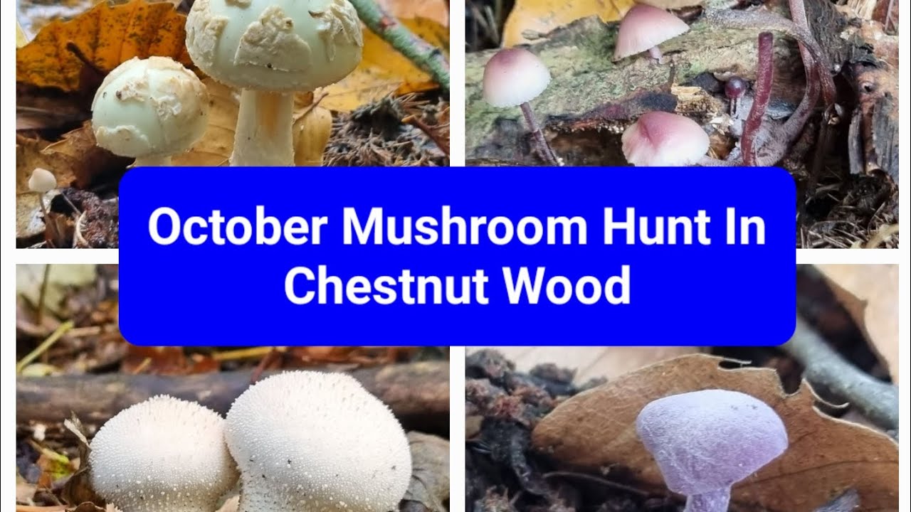 October Mushroom Hunt In Chestnut Wood 