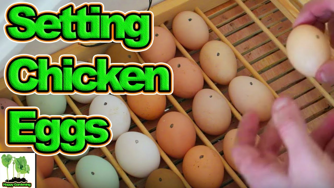 Setting Chicken Eggs In a Home Made Incubator With Automatic Egg Turner