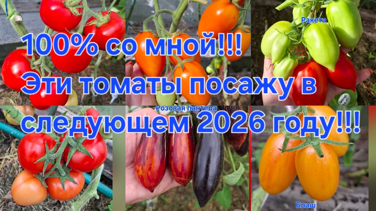Эти томаты обязательно посажу в 2026 году!!!В Это лето не подвели!!!Благо дарю❤️❤️❤️Обзор на 24.08. 