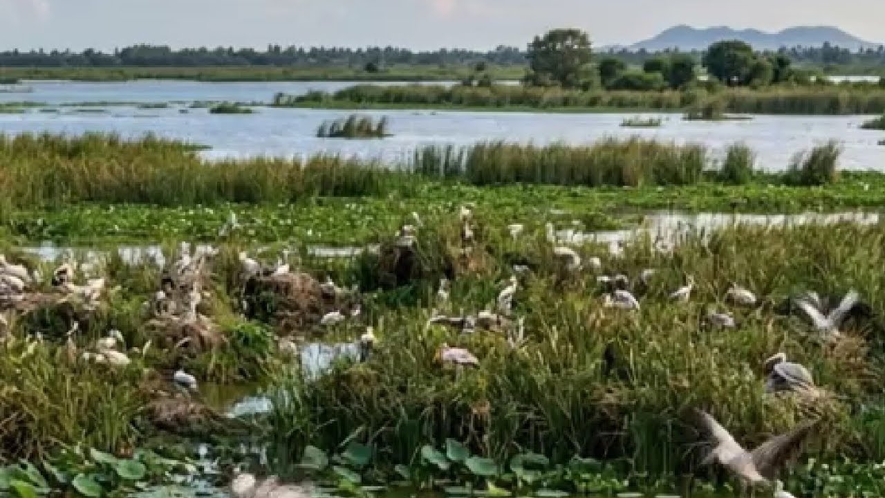 📍Aata paka 2026 birds 😎🦢🪿 kolleru