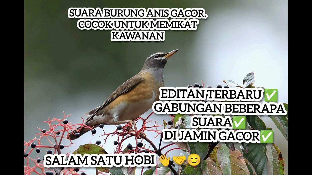 Suara Burung Anis Gacor, editan terbaru. Di jamin ampuh.👍