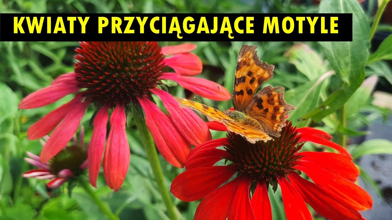 Kwiaty przyciągające motyle - przedstawiamy listę sprawdzonych gatunków