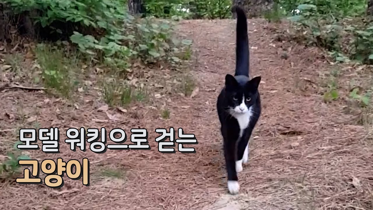모델워킹으로 걸어오는 고양이 깜쓰