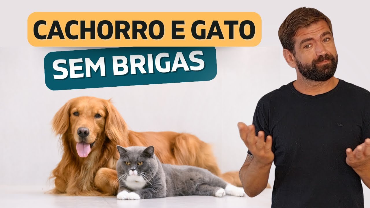 Como adaptar cachorro e gato (Passo a passo na prática)