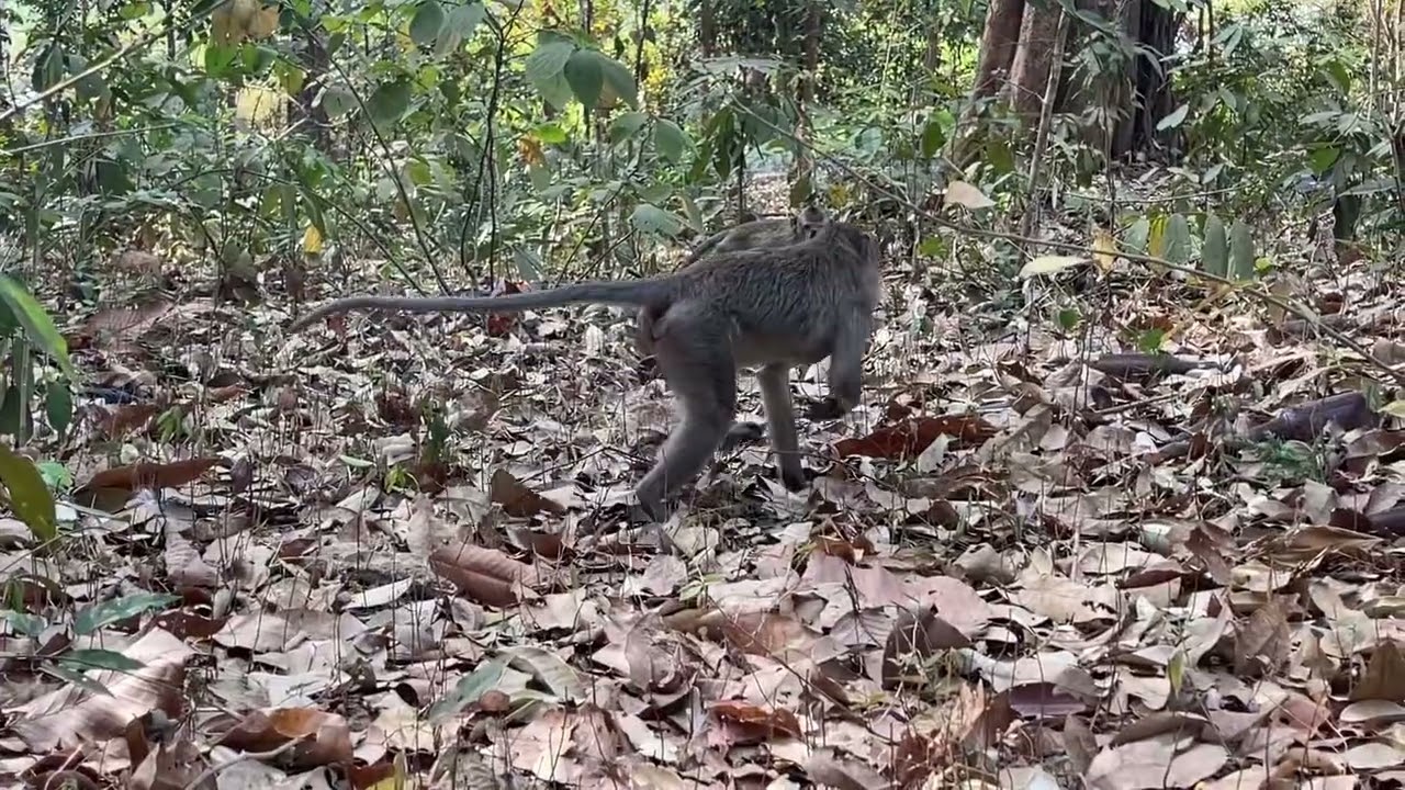 Wild monkeys compete for food