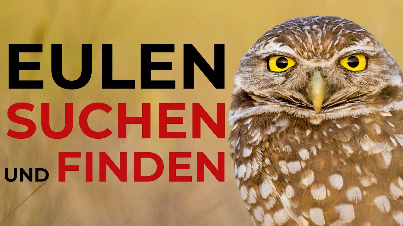 So Findest Du EULEN!