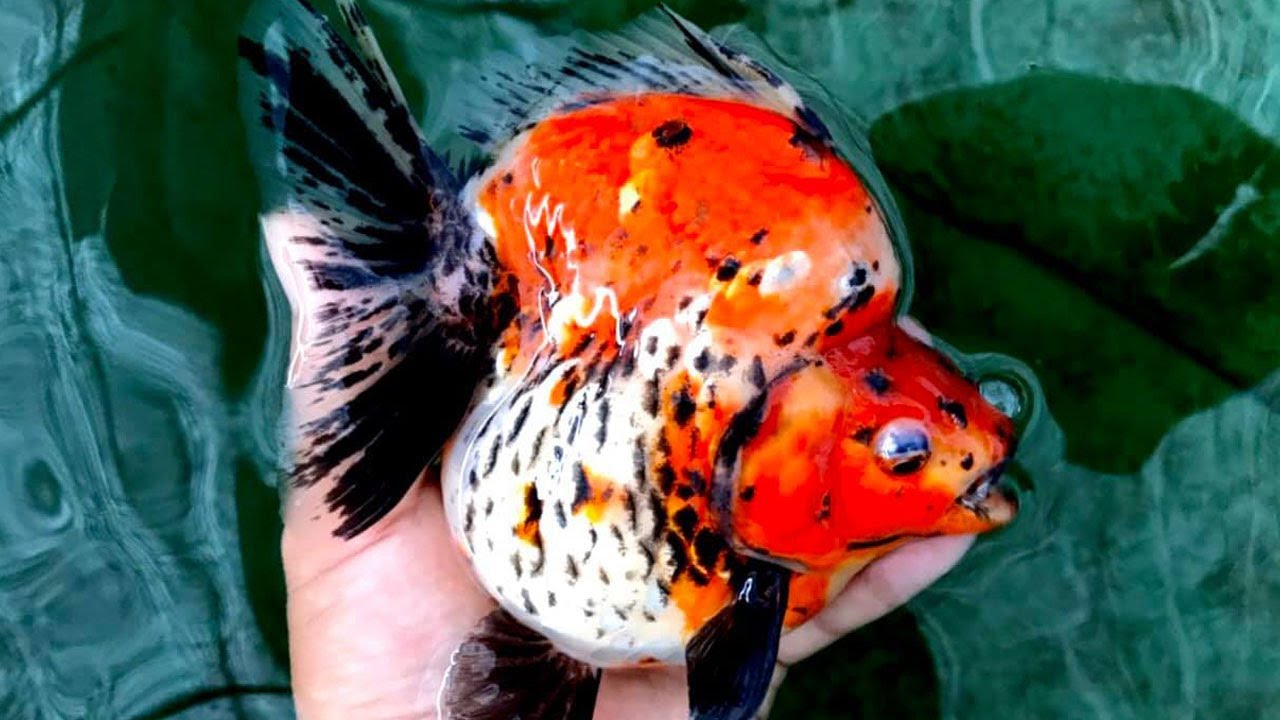 Beautiful Big Ryukin Goldfish| Goldfish Farm