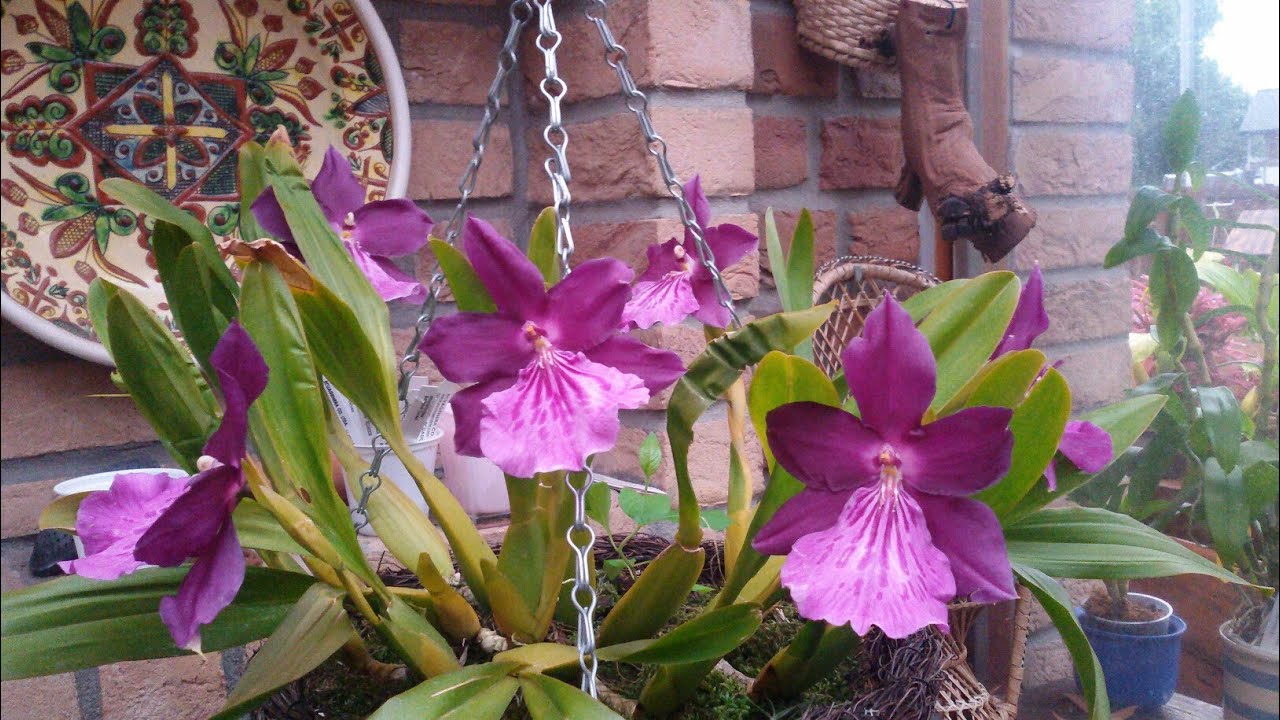 ОРХИДЕЯ Мильтония уход в домашних условиях. Miltonia Spectabilis в моей коллекции.