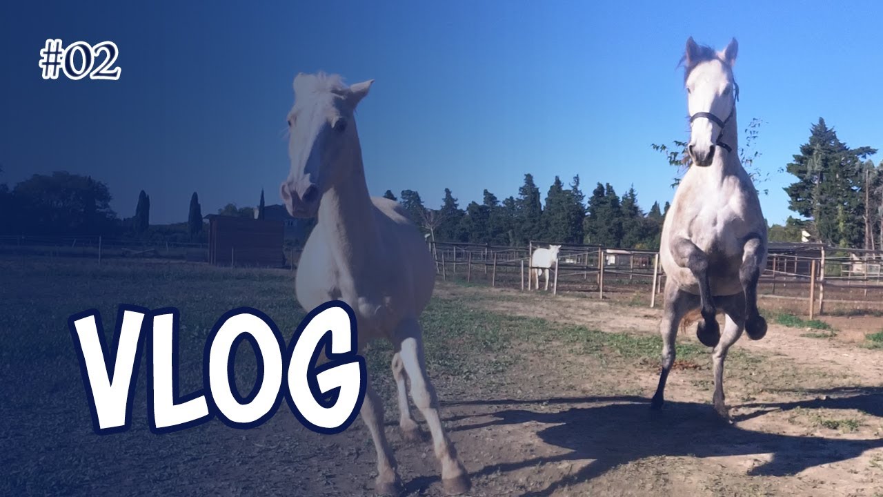[VLOG] HEAVEN ET JOYE ON FIRE ! Rencontre avec de nouveaux chevaux dans le pré...