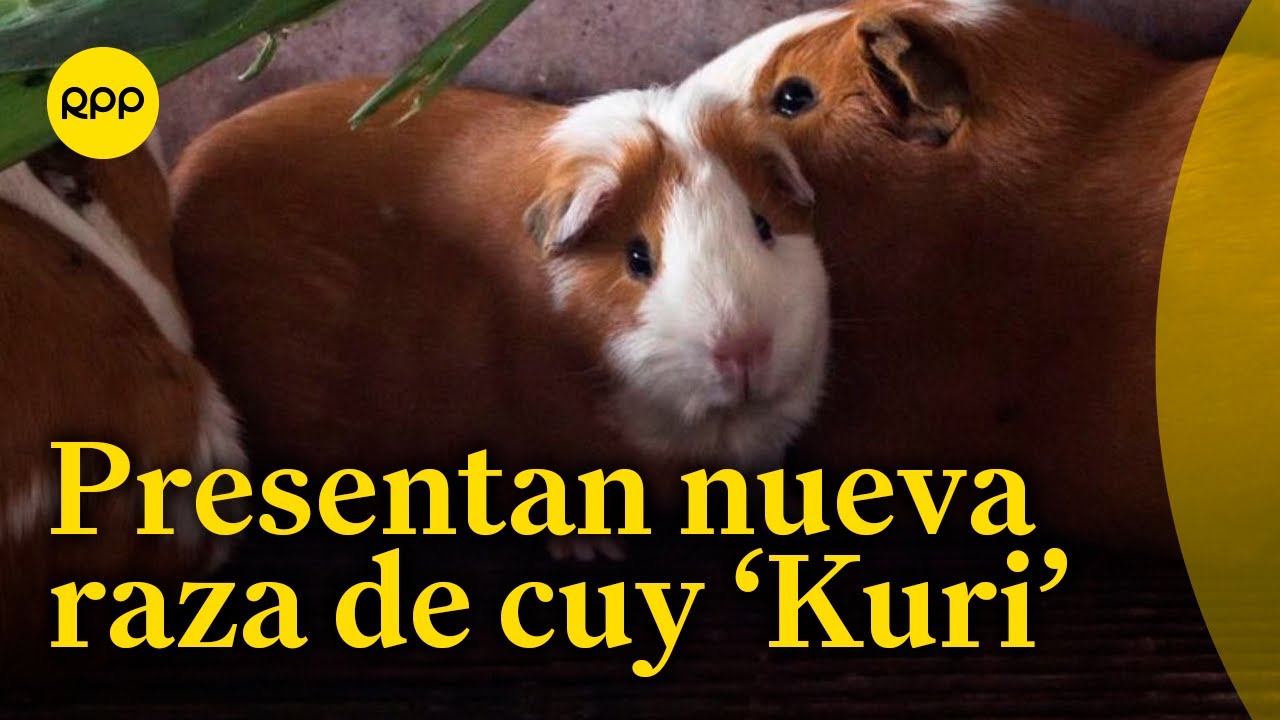 Nueva raza de cuy ‘Kuri’ promete mejorar su producción