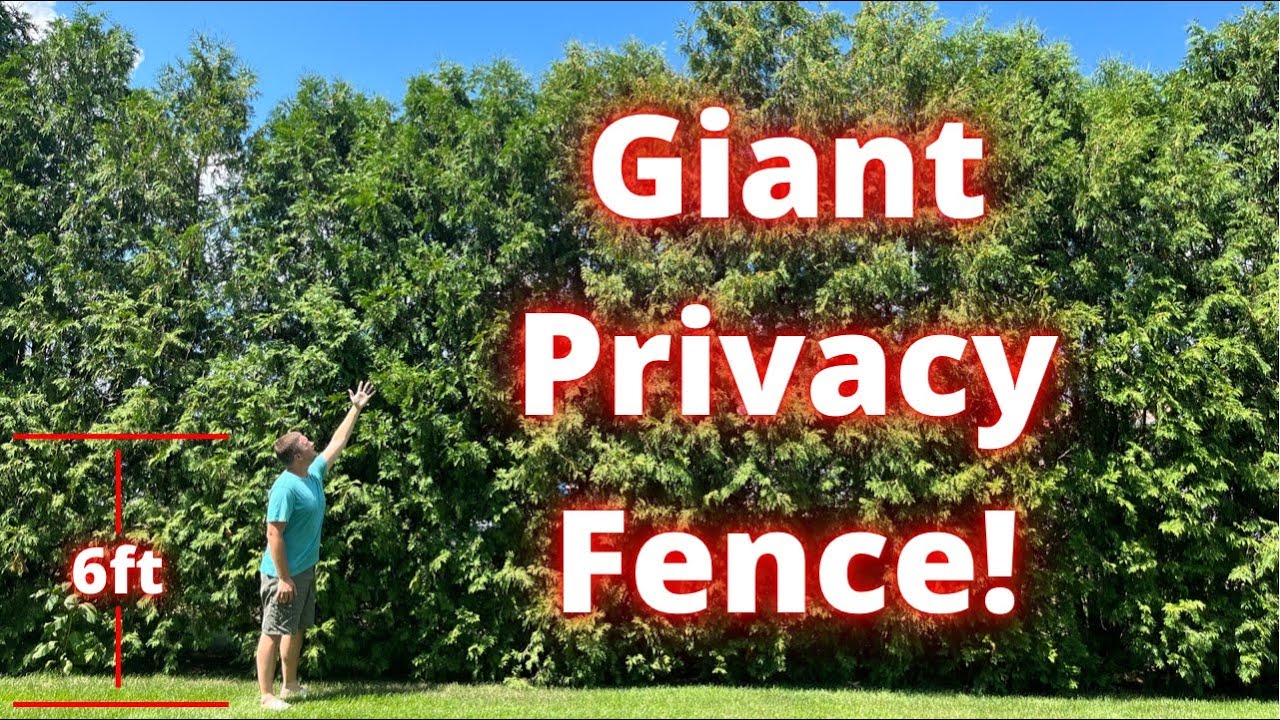 How to create a fast growing privacy fence with green giant arborvitae trees.