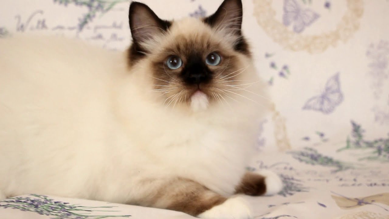 Taffy Fiorente*CZ - 4 months