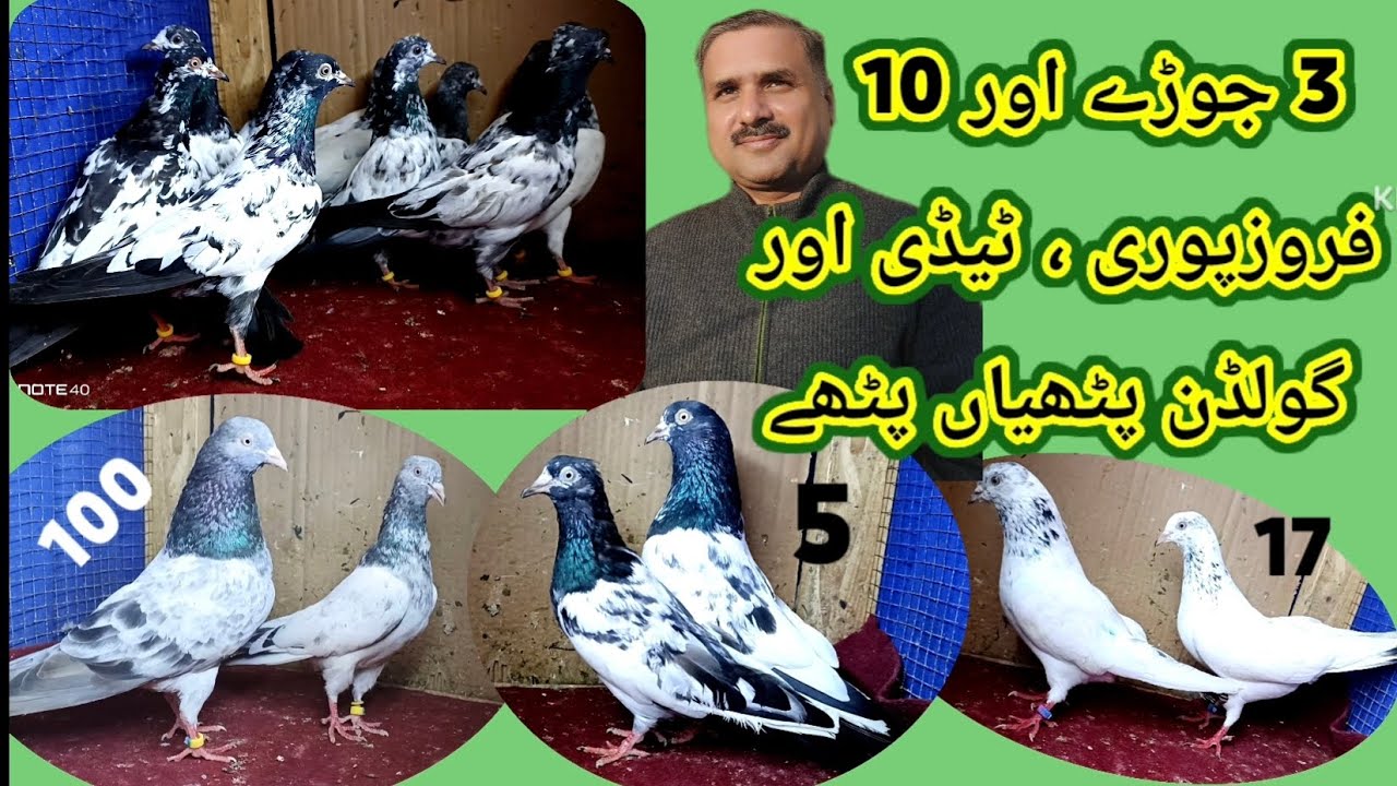 کبوتروں کے جوڑے ھیں یا پٹھیاں پٹھے ھیں سب اے ون ھیں