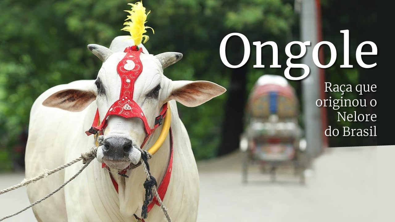 Ongole: Conhe&ccedil;a a ra&ccedil;a e regi&atilde;o que originou o Nelore brasileiro