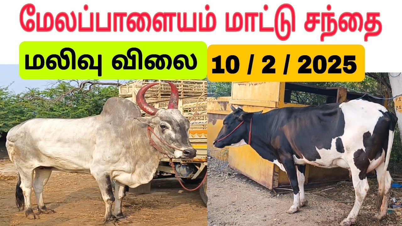 10 / 2 / 2025 / மேலப்பாளையம் மாட்டு சந்தை #மாடு #மாட்டுசந்தை #மாடுவளர்ப்பு #cow #cowmarket2025 #cows