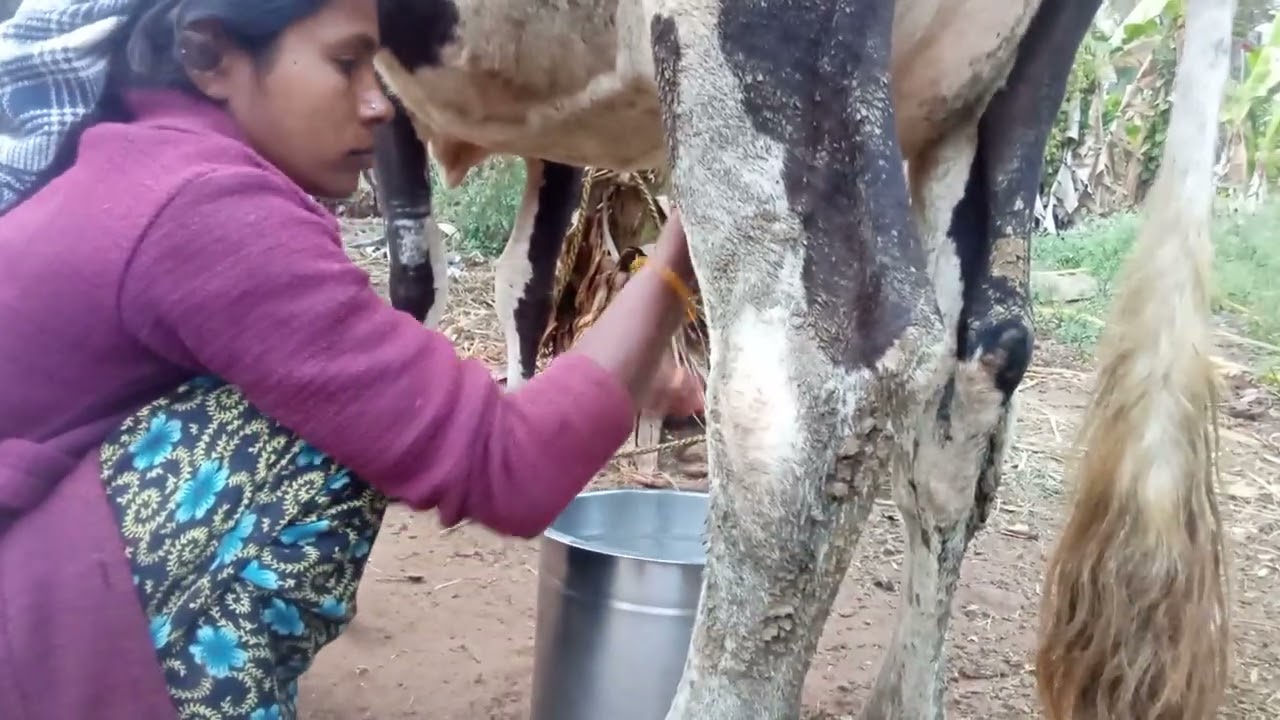 Milk 🥛🐂🐄