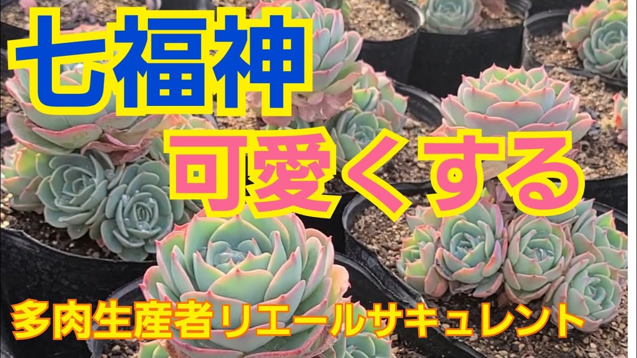 【多肉植物】【ガーデニング】🌟七福神🌟を可愛くする🎶2022年9月21日