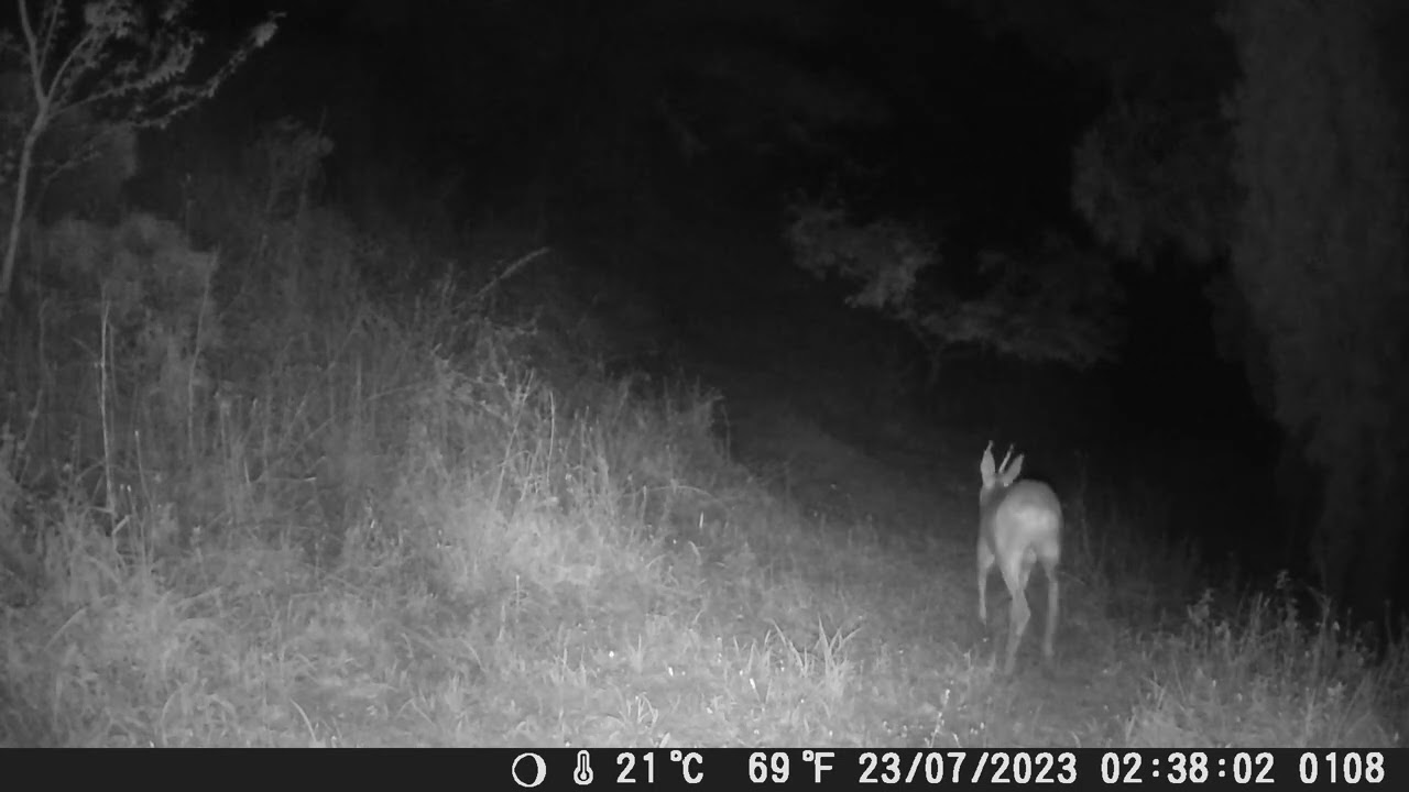 Capriolo #wildlife #wildanimals #naturelovers #capriolo #trailcam #fototrappolaggio #wild