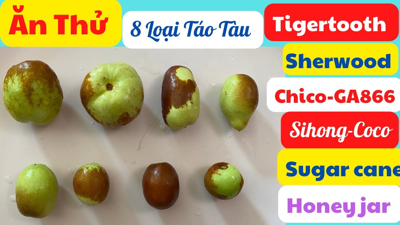 Test/ Ăn 8 Loại TÁO TÀU/Tigertooth-Coco-Sihong-Chico-Sherwood-GA866-Honey jar-Sugar cane-California