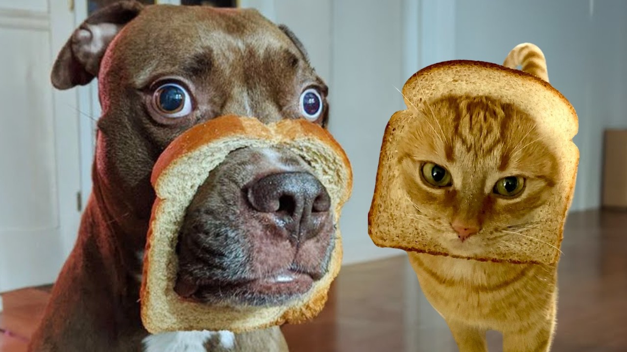 ULTIMATE Cat and Dog Videos 2026  | FUNNIEST Pets