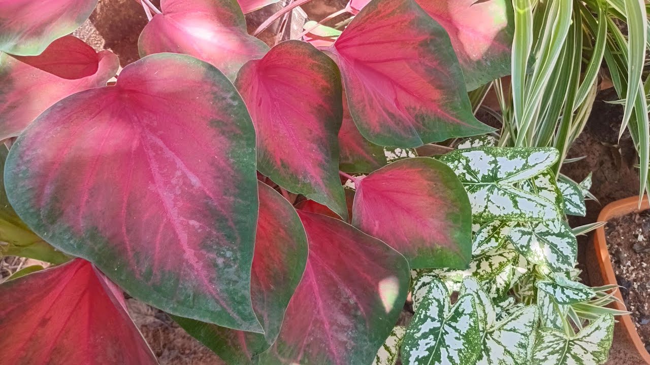 MEUS CALADIUNS ESTÃO LINDOS 