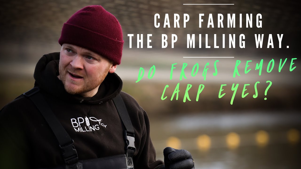 Carp Farming - The BP Milling way. Do Frogs remove carp eyes?